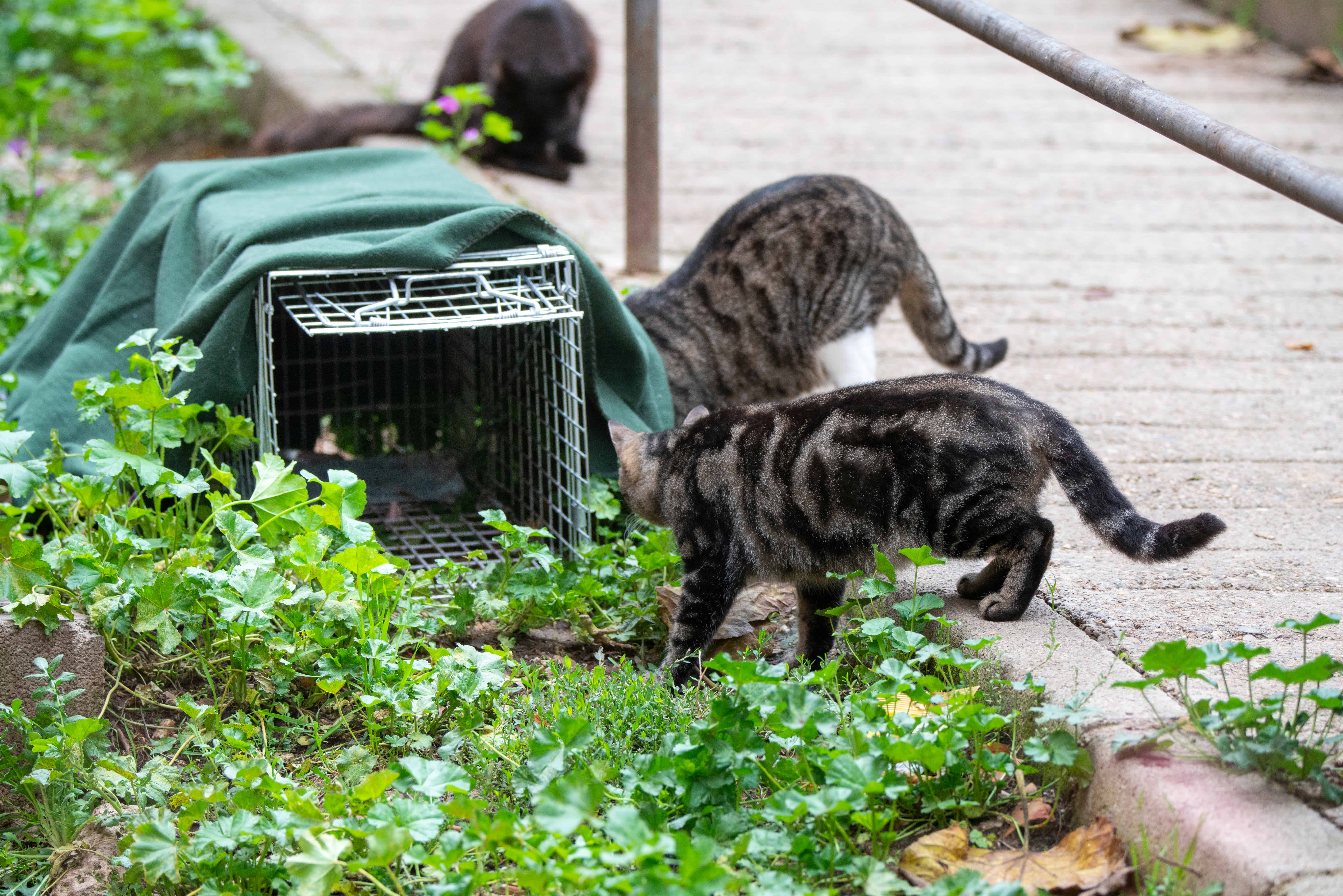 How to Trap Feral Cats, Cat Trapping