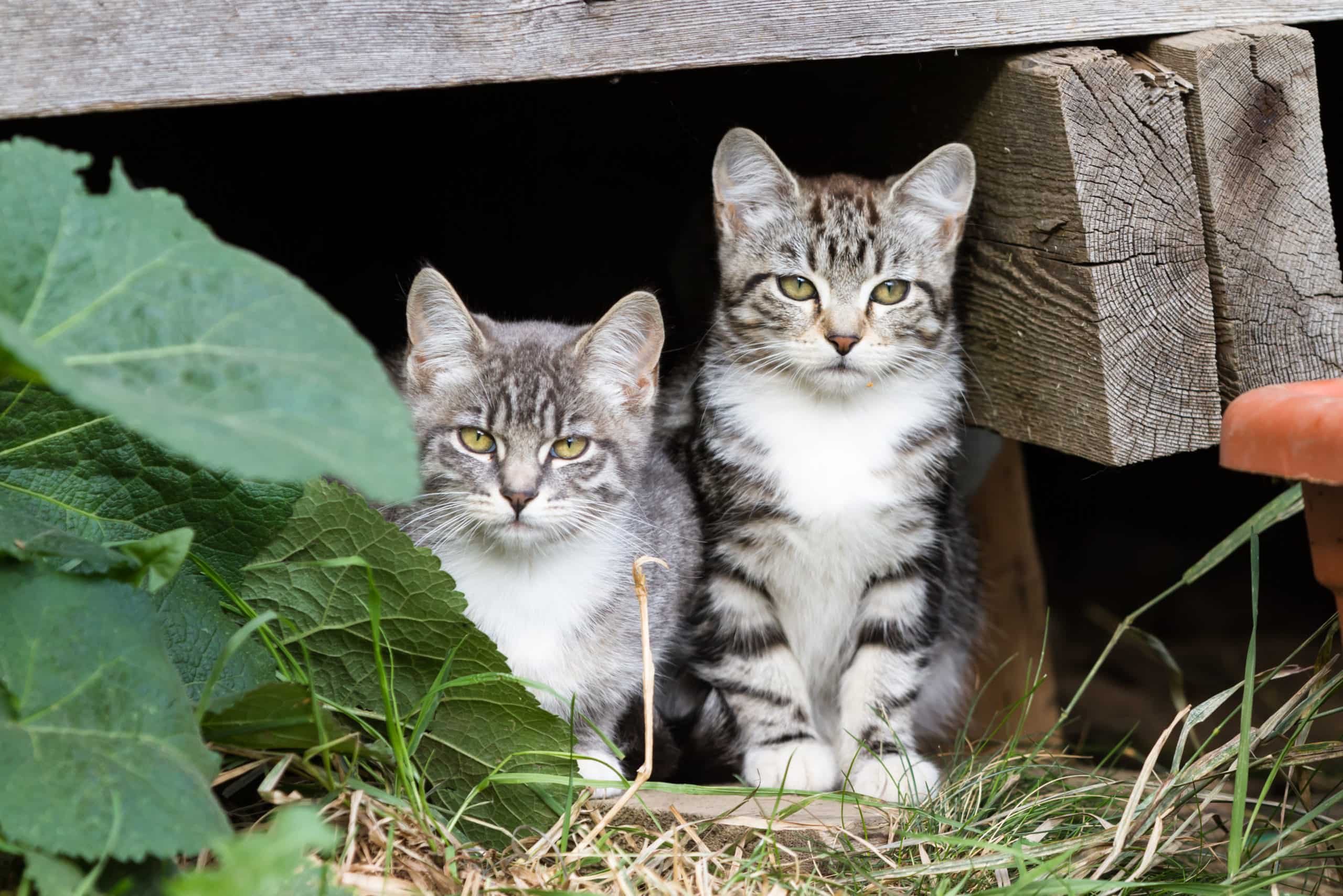 https://lukas-legacy.org/wp-content/uploads/2021/01/shutterstock_STRAY-KITTENS-UNDER-PORCH-scaled.jpg