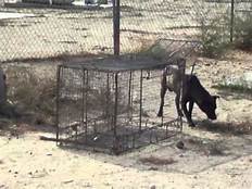How to Trap Dogs, Trapping Dogs